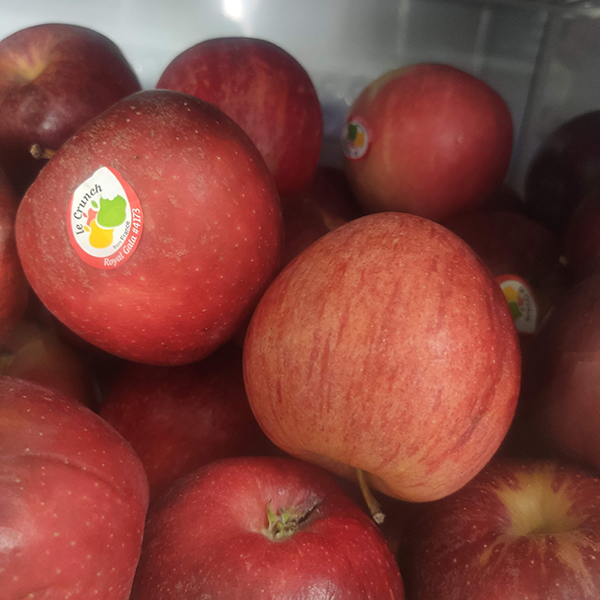 Táo đỏ Royal Gala